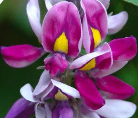 <p><span>Kudzu Flower Extract: Visceral Fat Reduction</span></p>
