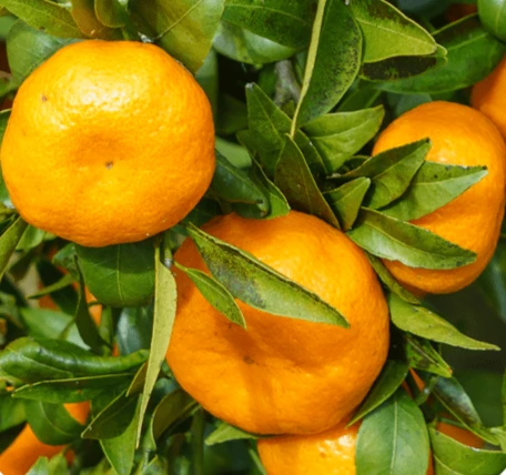 Maqui Berry Ingredient